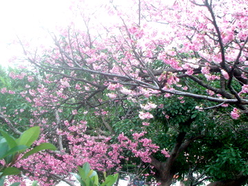 DSC07076.JPG