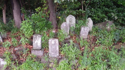 IMGP2642_Rr.JPG