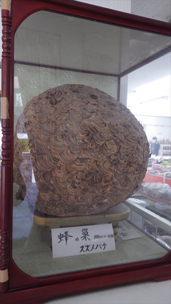 IMGP3824_Rr.JPG