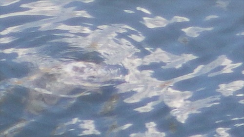 IMGP4954_Rr.JPG