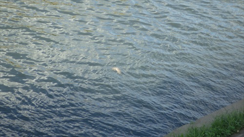IMGP4955_Rr.JPG